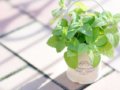 冬に咲く花や木の寄せ植え方法＆やり方！ガーデニング好きの初心者必見