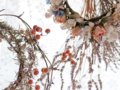 簡単ドライフラワーの作り方！100均シリカゲルで手作り・失敗しない方法【人気おすすめ】