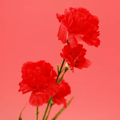 カーネーション