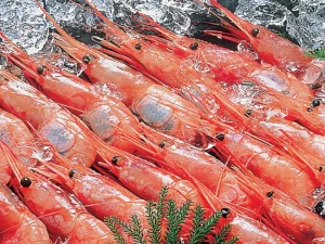 天然甘エビ 1kg