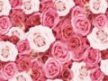 プロポーズ用の花束をプレゼント！おすすめ本数は一輪と108本で意味は？