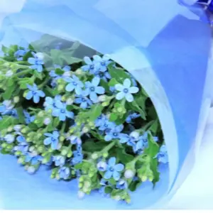 ブルースターの花束