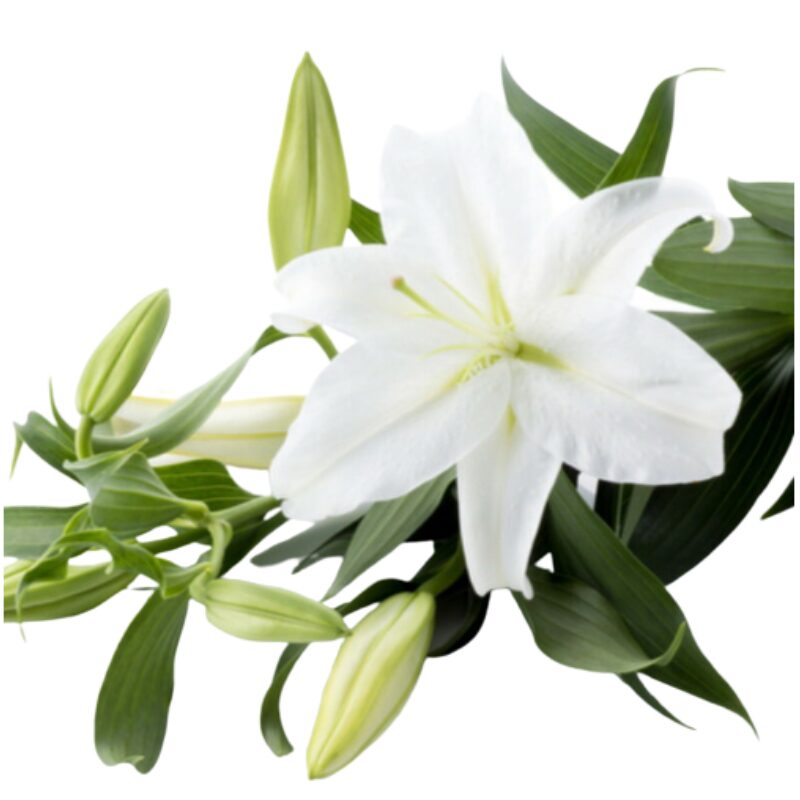 ユリの花束