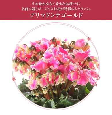 花のギフト