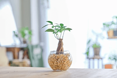 観葉植物 ガジュマル