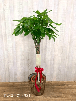 観葉植物
