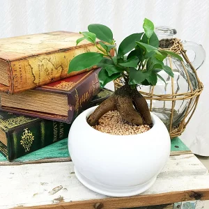ガジュマル 陶器鉢植え(ホワイト)