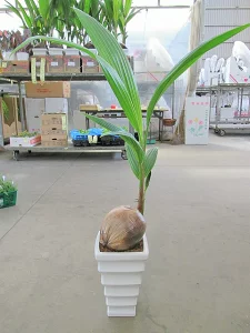 ココヤシ7号