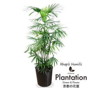 観葉植物 シュロチク　１０号