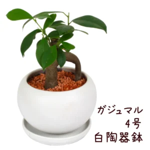 ガジュマル 4号 白陶器鉢