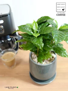 コーヒーの木