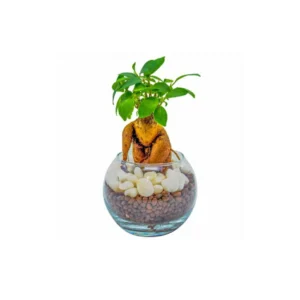 ハイドロカルチャー 観葉植物