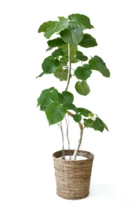 観葉植物 大型 ウンベラータ 10号鉢