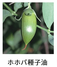 ホホバ種子油
